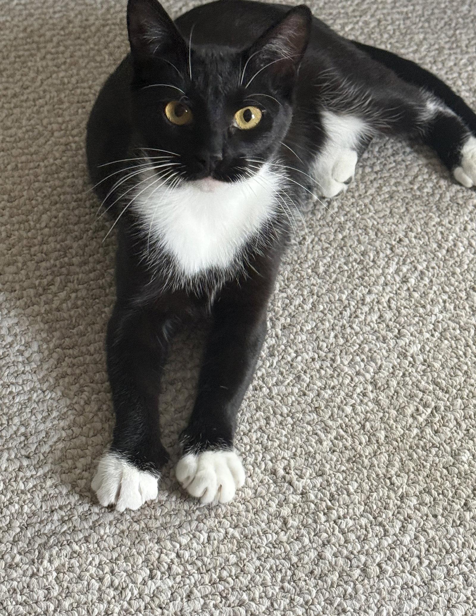 Panda, Adoptable, Young Female Domestic Short Hair.