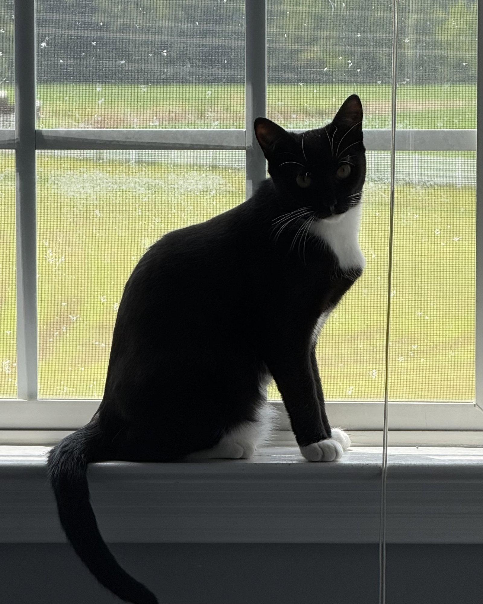 Enlarge Panda, a Adoptable Domestic Short Hair in Nashville, TN image 3/3