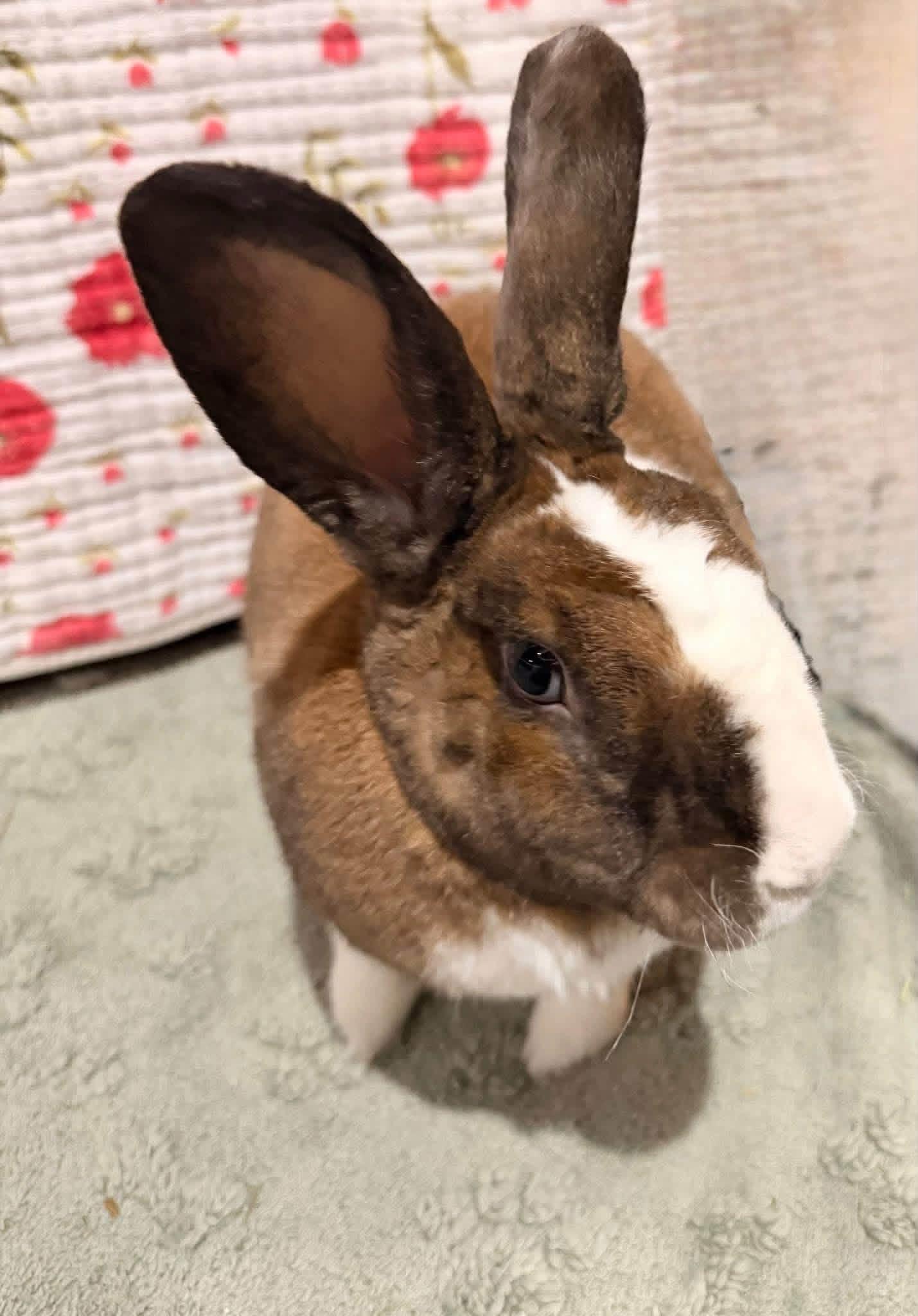 Mr and Mrs Hollywood, a ADOPTABLE Dutch in St. Charles, MO image 3/4