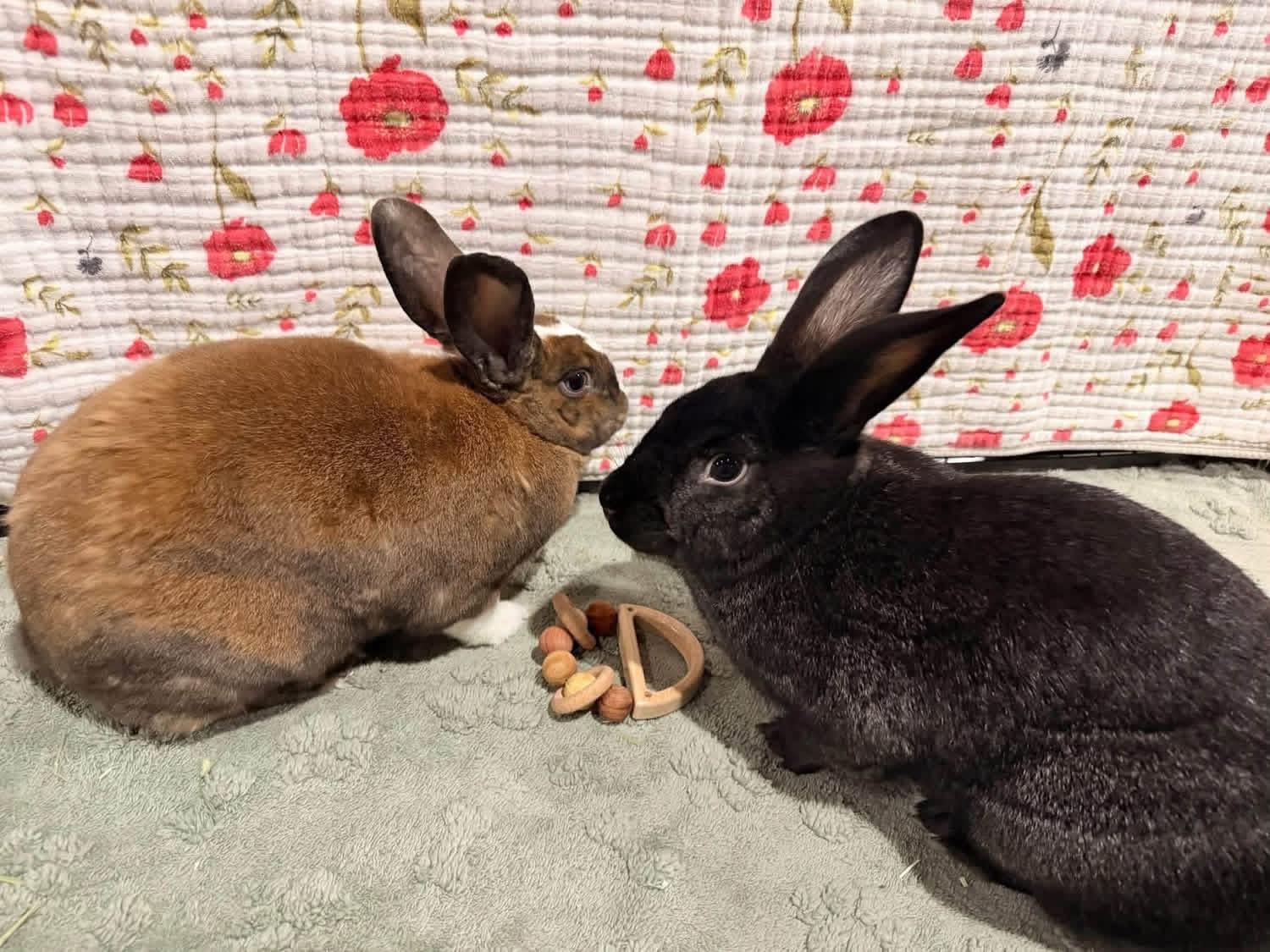 Mr and Mrs Hollywood, a ADOPTABLE Dutch in St. Charles, MO image 2/4
