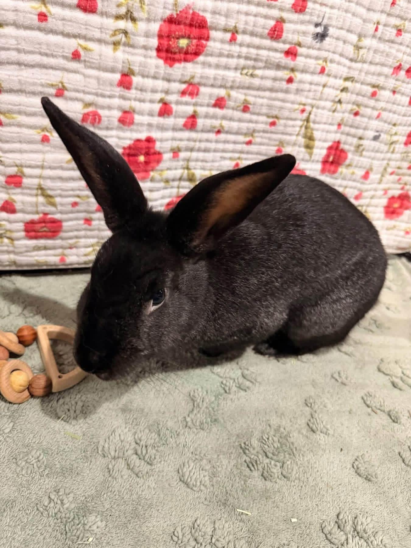 Mr and Mrs Hollywood, a ADOPTABLE Dutch in St. Charles, MO image 1/4