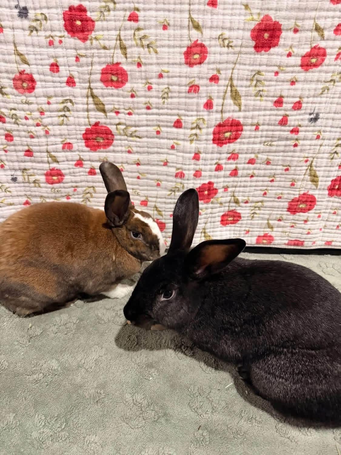 Mr and Mrs Hollywood, a ADOPTABLE Dutch in St. Charles, MO image 4/4