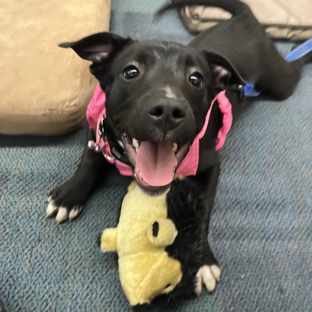 June Bug, a Adoptable mixed breed in Ashland, OR image 1/6