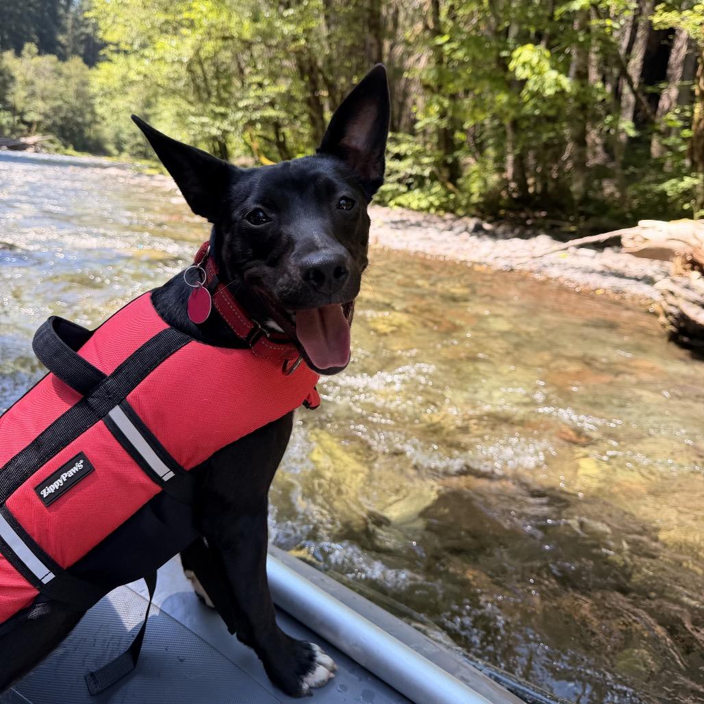 June Bug, Adoptable, Young Female Australian Kelpie & Pit Bull Terrier.