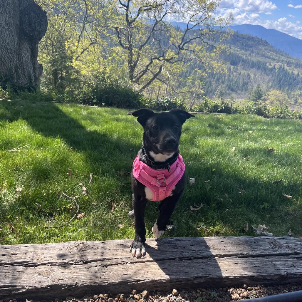 June Bug, a Adoptable mixed breed in Ashland, OR image 4/6