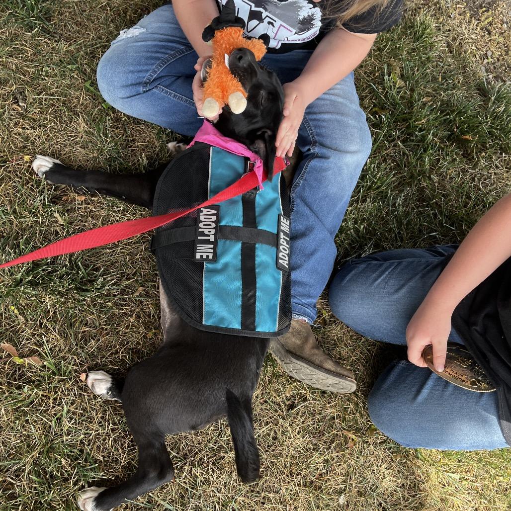 June Bug, a Adoptable mixed breed in Ashland, OR image 3/5
