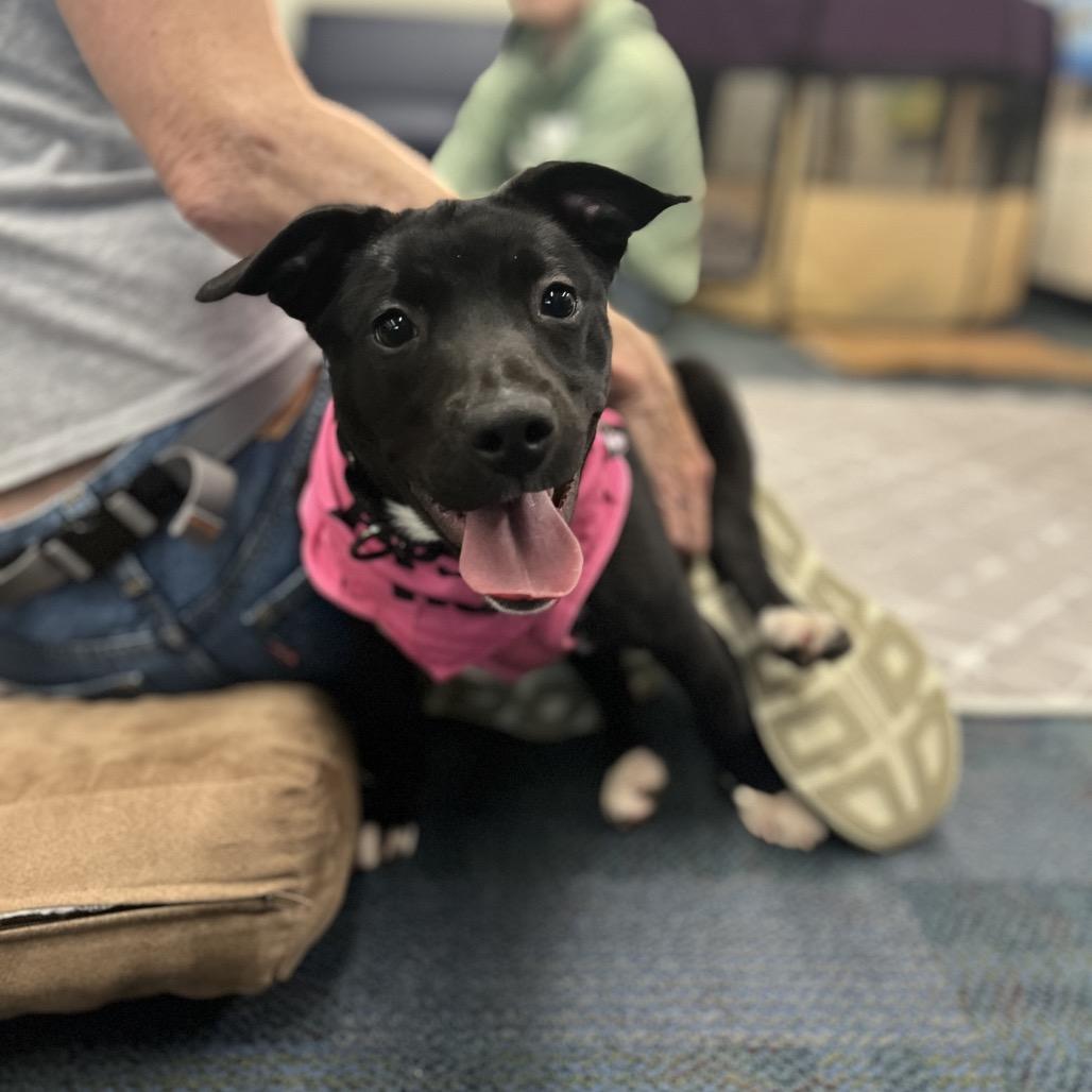 June Bug, a Adoptable mixed breed in Ashland, OR image 5/6