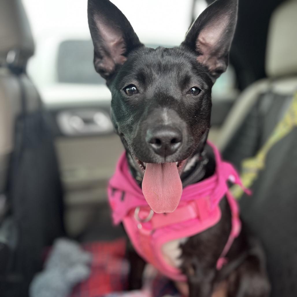 June Bug, a Adoptable mixed breed in Ashland, OR image 2/5
