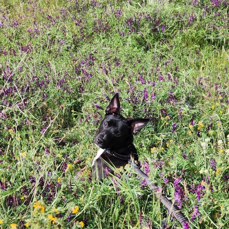 June Bug, a Adoptable mixed breed in Ashland, OR image 5/5
