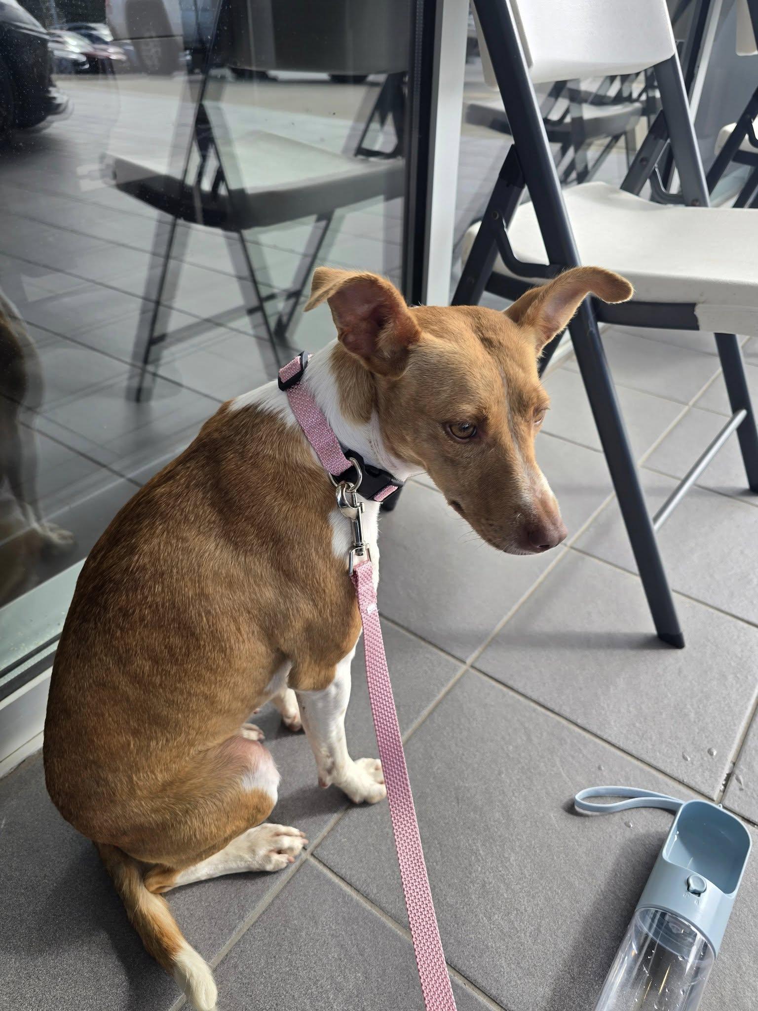 Little Bit, Adopted, Adult Female Terrier.