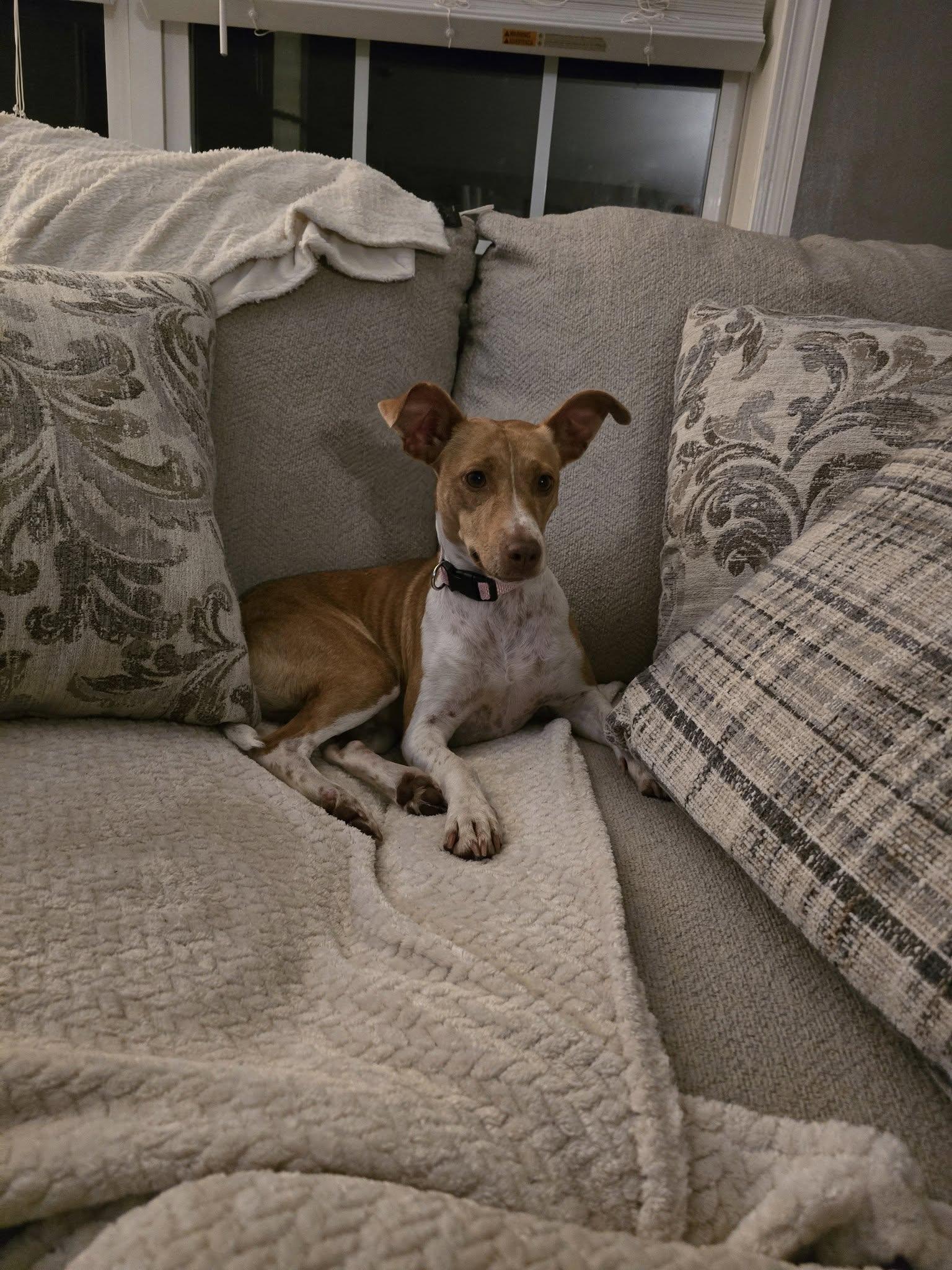 Enlarge Little Bit, a Adopted mixed breed in Statesville, NC image 2/5