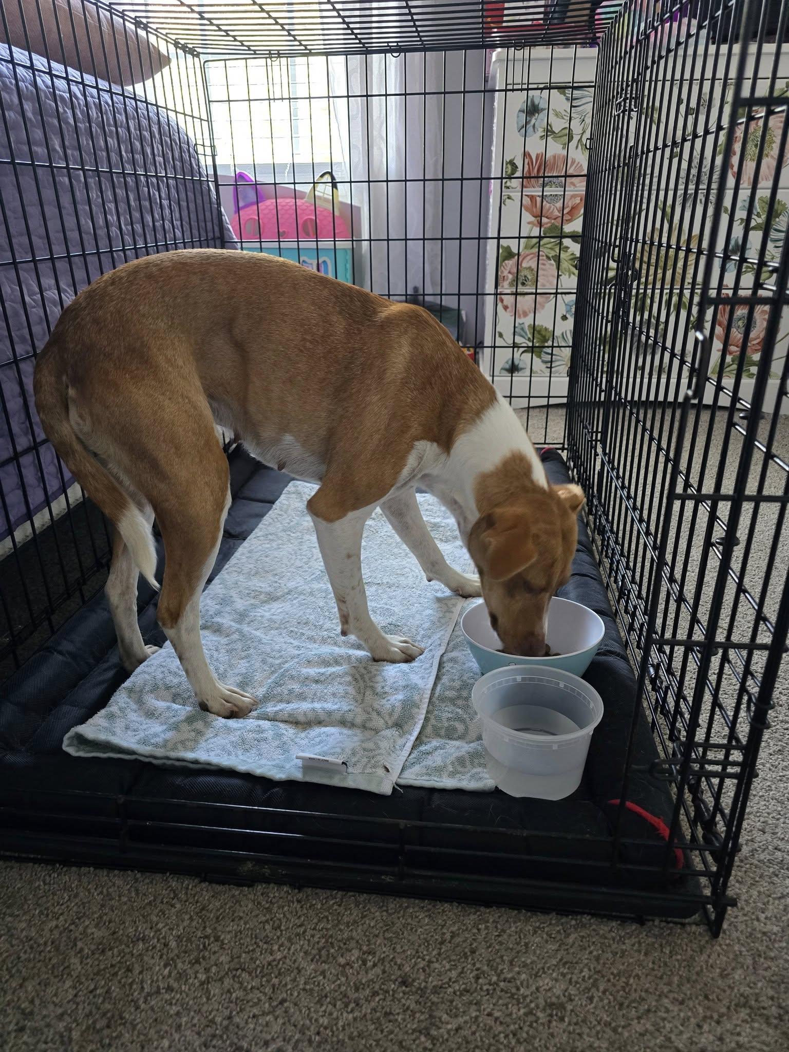 Enlarge Little Bit, a Adopted mixed breed in Statesville, NC image 3/5