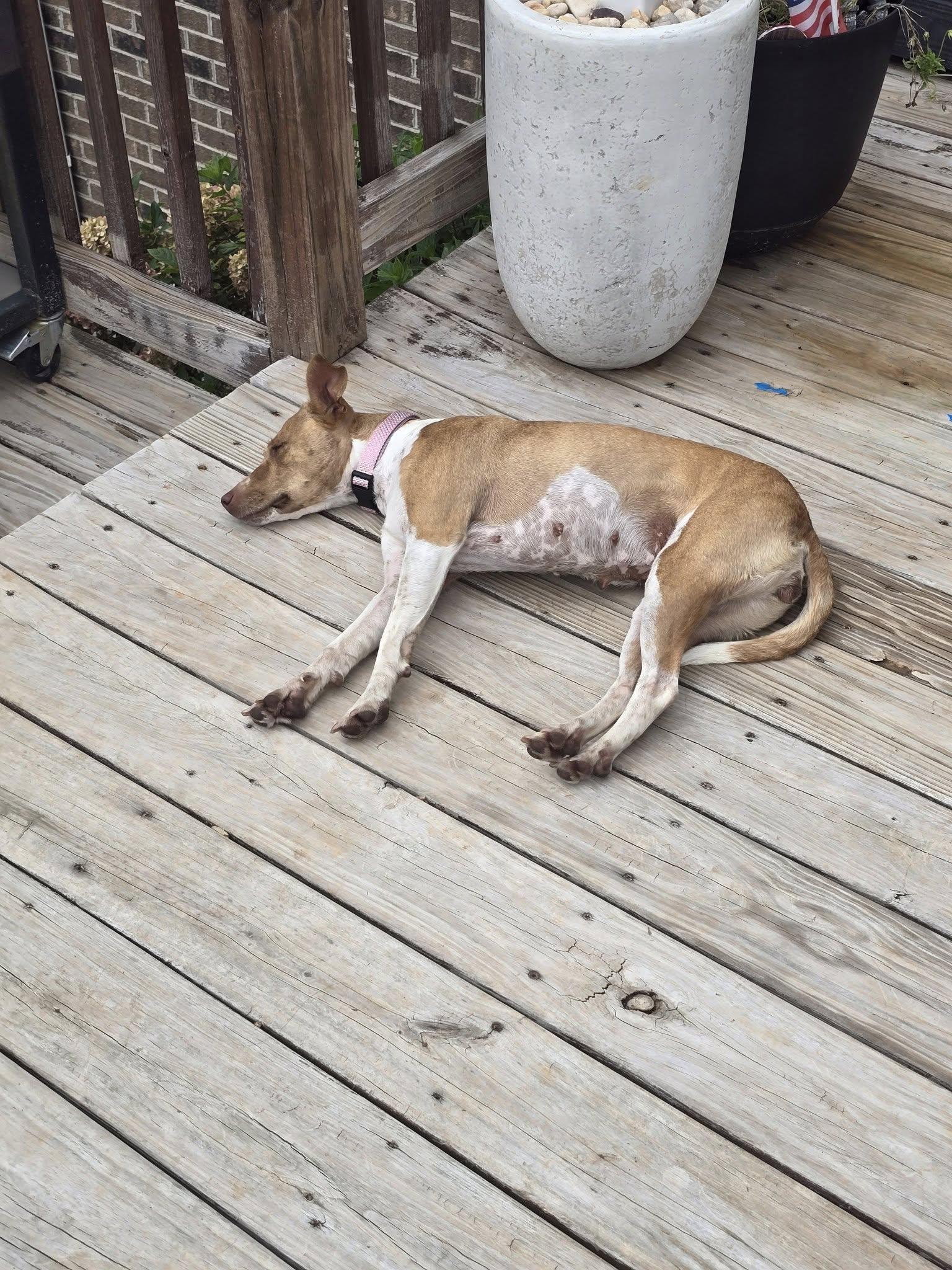 Enlarge Little Bit, a Adopted mixed breed in Statesville, NC image 4/5