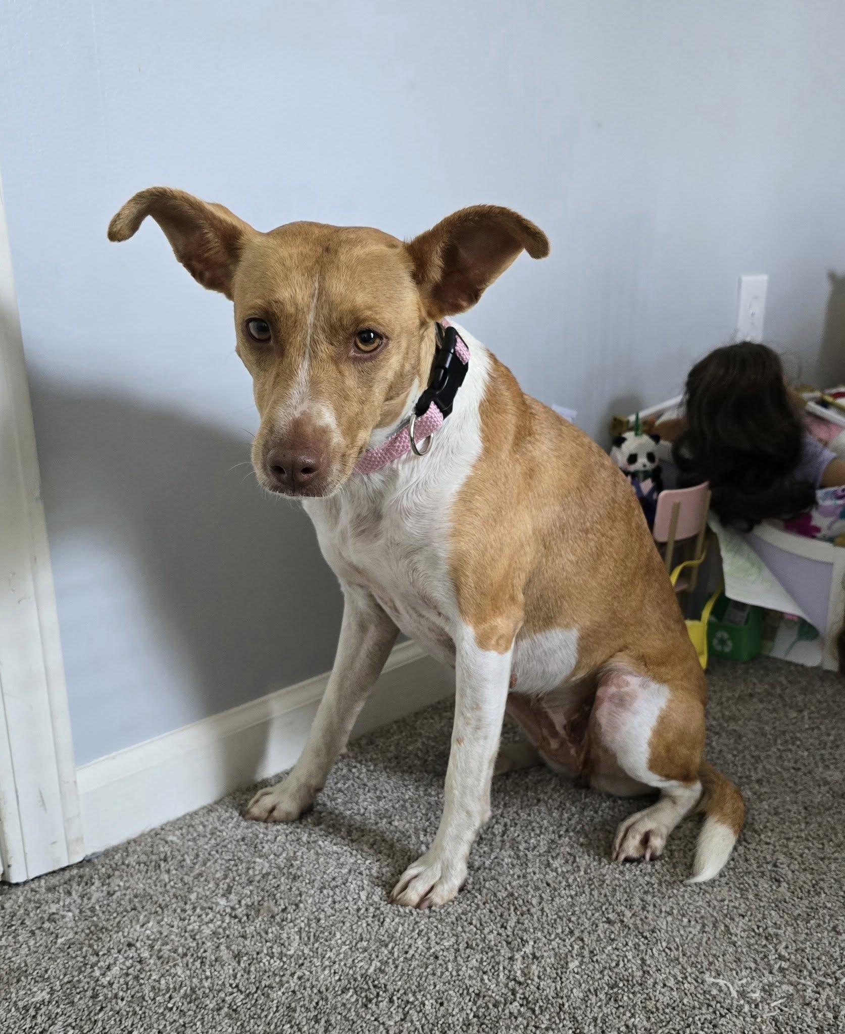 Enlarge Little Bit, a Adopted mixed breed in Statesville, NC image 5/5