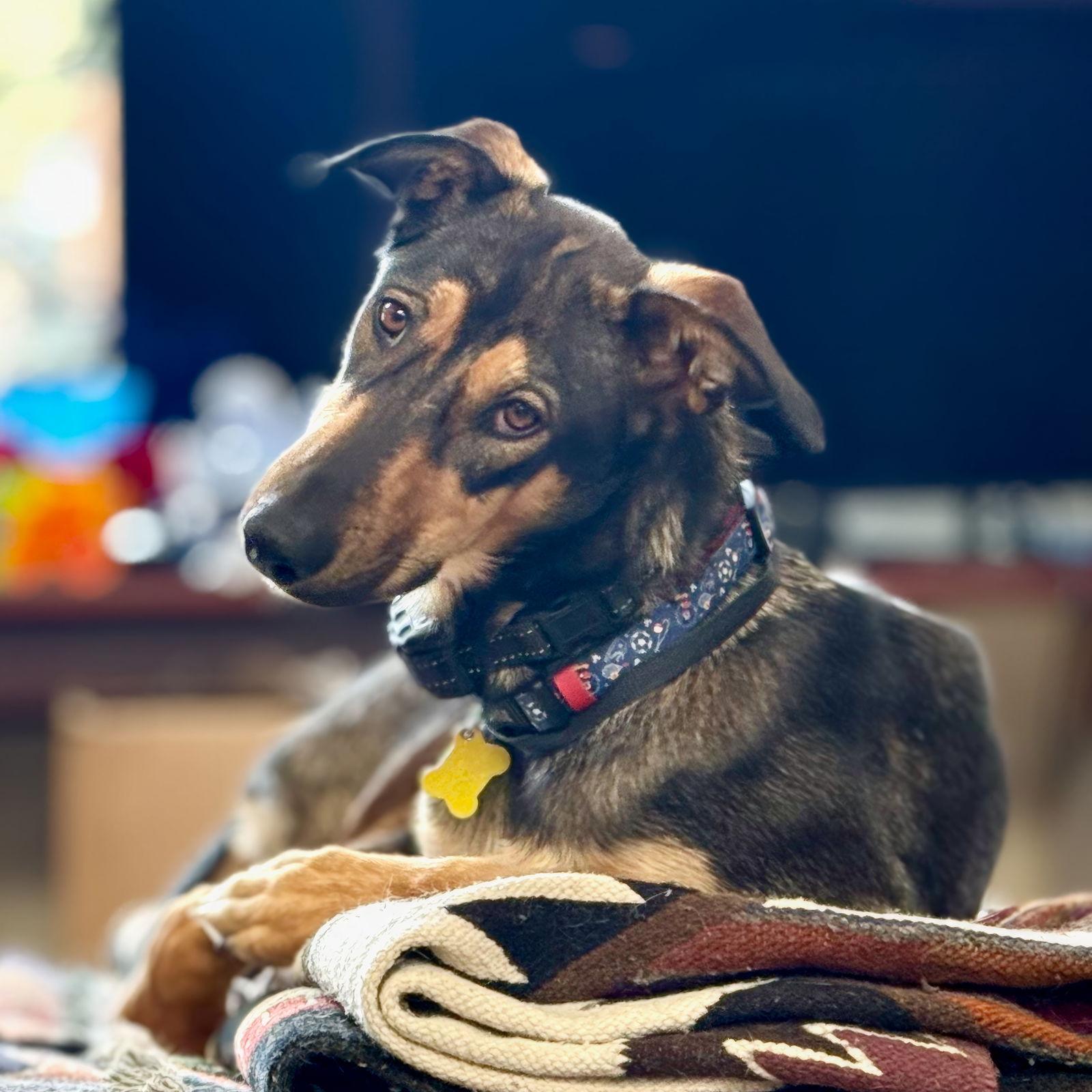 Jamie Sable, a Adoptable Doberman Pinscher in Salt Lake City, UT image 1/3