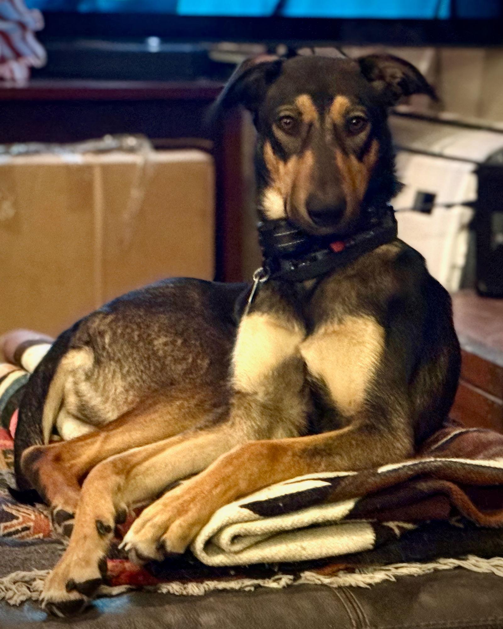 Jamie Sable, Adoptable, Young Female Doberman Pinscher.