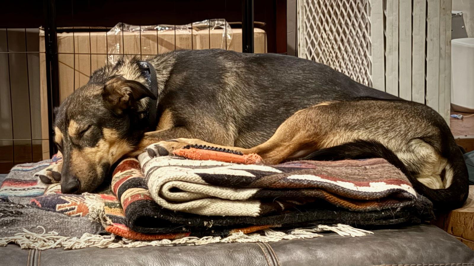 Jamie Sable, a Adoptable Doberman Pinscher in Salt Lake City, UT image 3/3