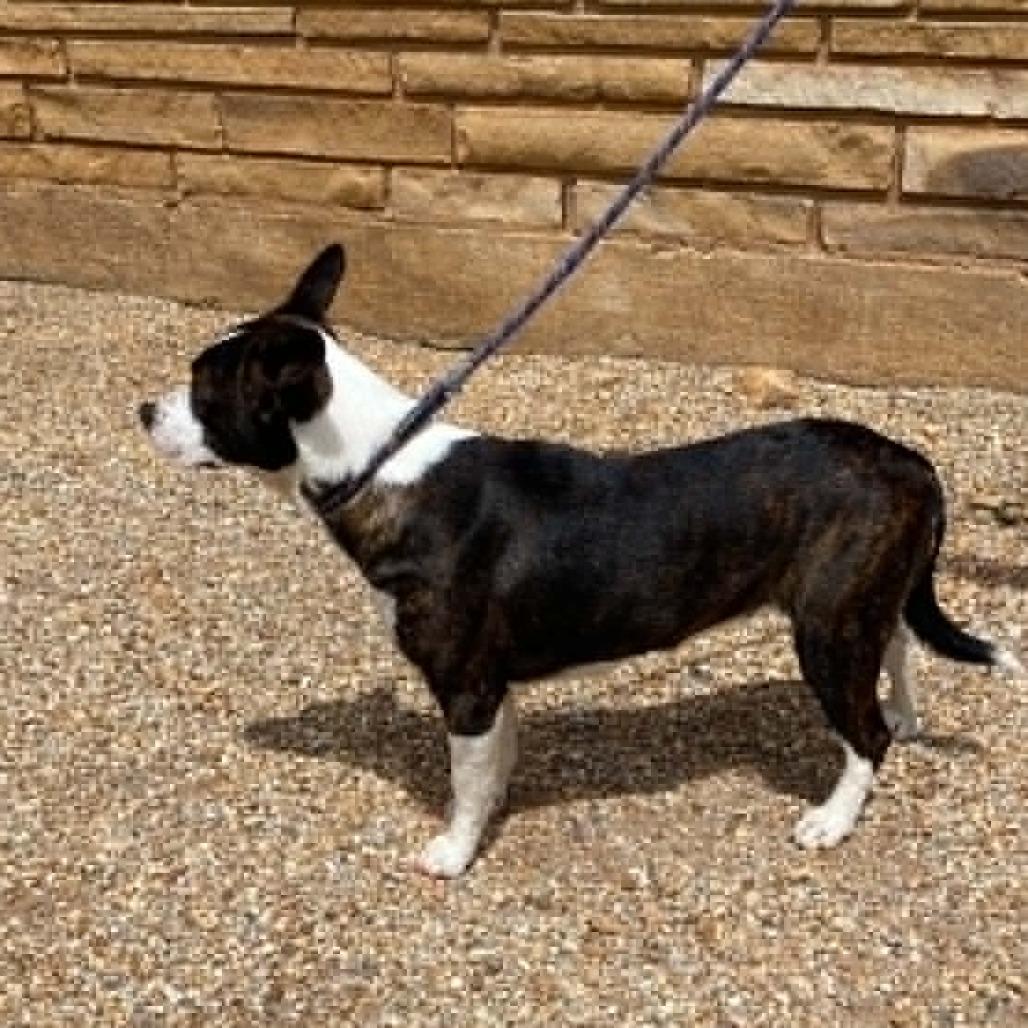 Cheeto, Adoptable, Young Female Mixed Breed.