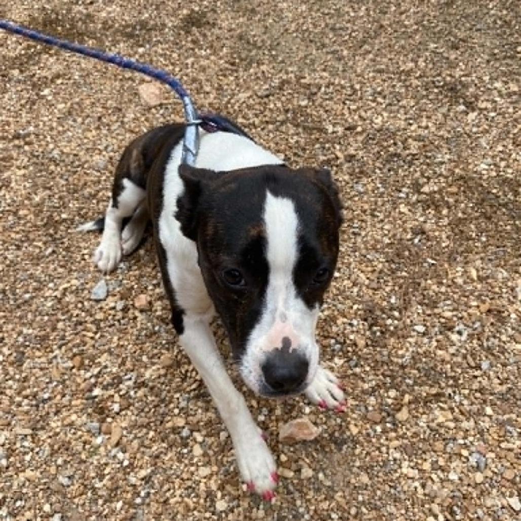 Enlarge Cheeto, a Adoptable Mixed Breed in Stilwell, OK image 2/3