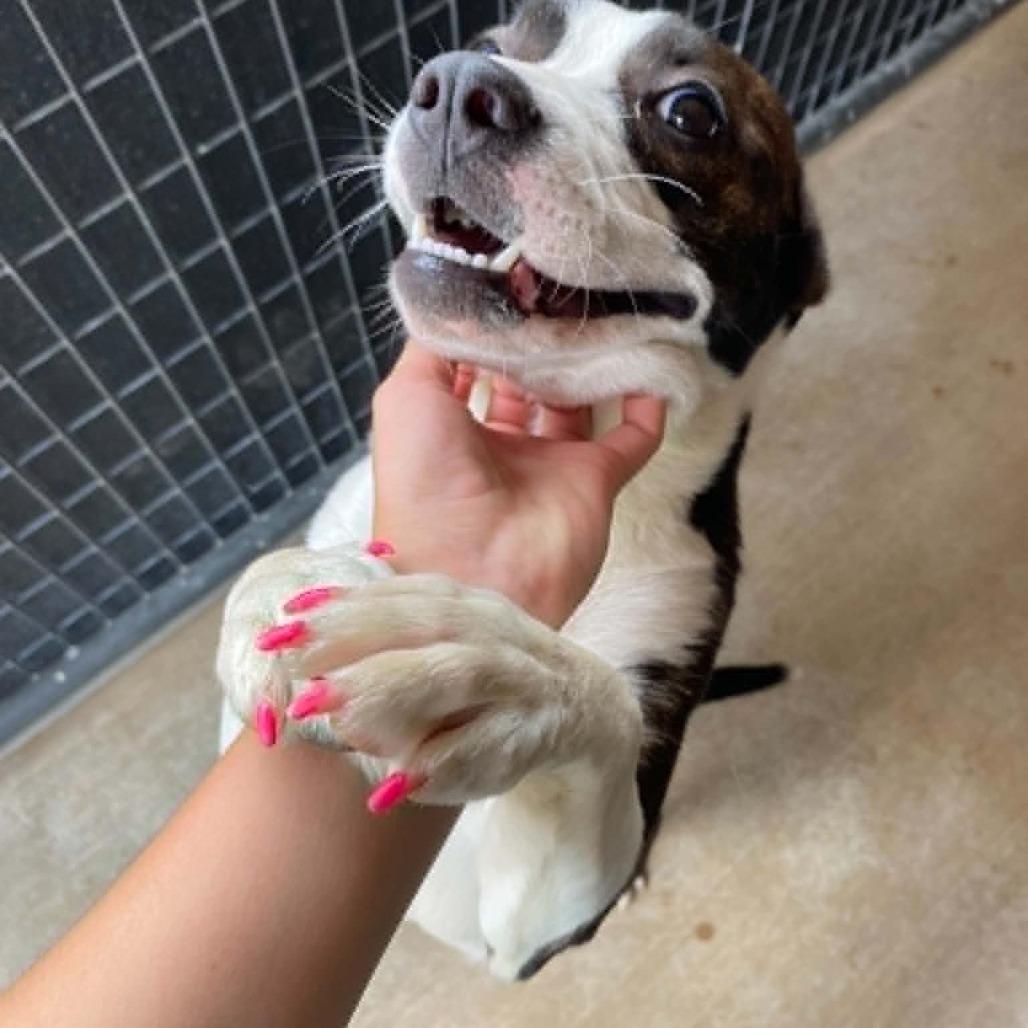 Enlarge Cheeto, a Adoptable Mixed Breed in Stilwell, OK image 3/3