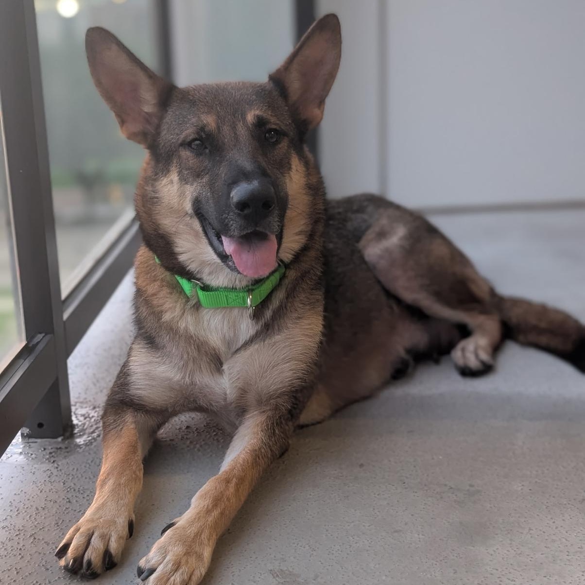 Venus, ADOPTABLE, Young Female German Shepherd Dog.