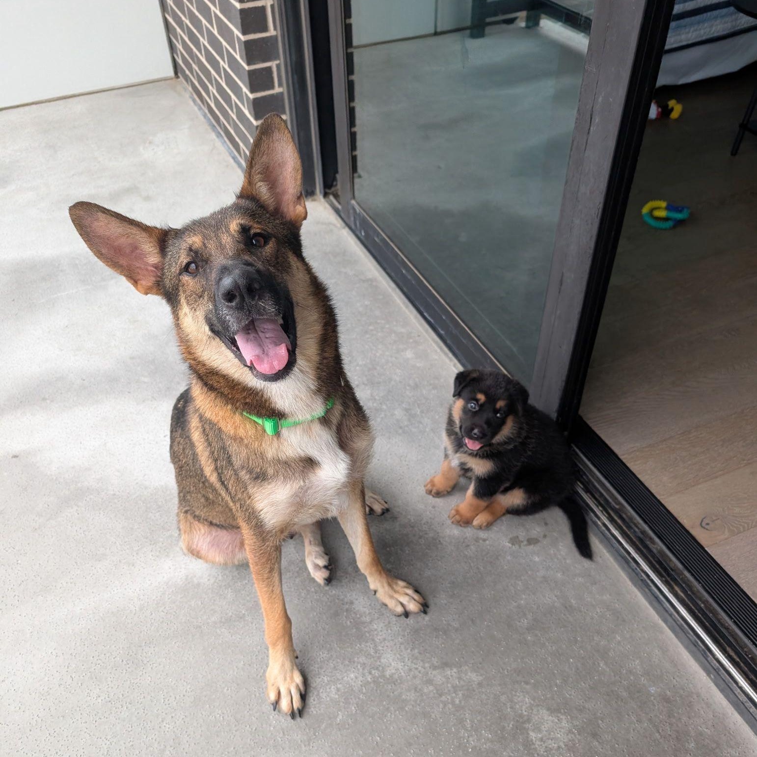 Venus, a ADOPTABLE German Shepherd Dog in Houston, TX image 3/4