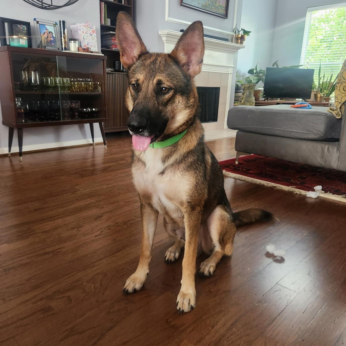 Venus, a ADOPTABLE German Shepherd Dog in Houston, TX image 4/4