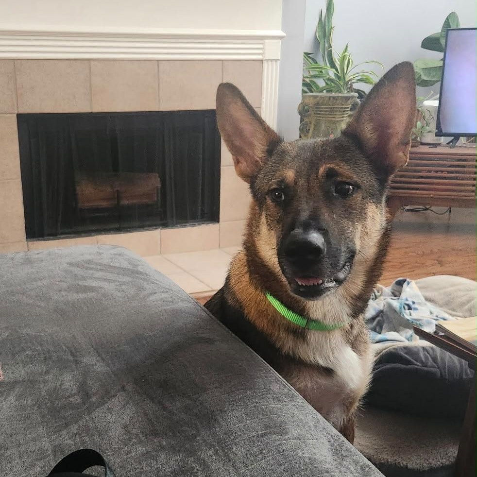Venus, a ADOPTABLE German Shepherd Dog in Houston, TX image 2/4