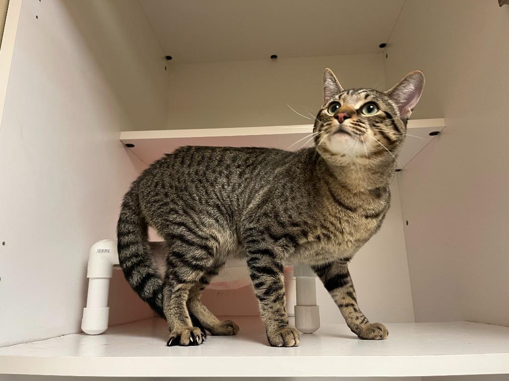 Enlarge Cat Condo #19, a Adoptable mixed breed in Greenville, TX image 2/4