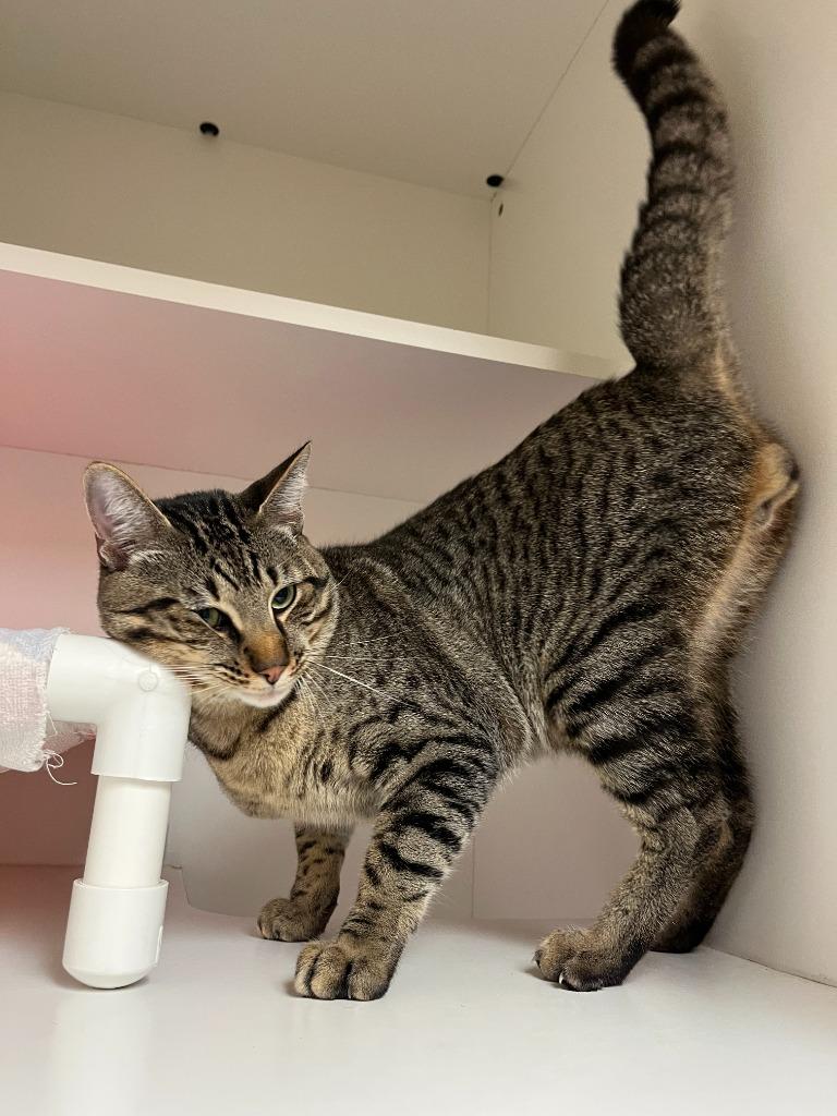 Enlarge Cat Condo #19, a Adoptable mixed breed in Greenville, TX image 3/4