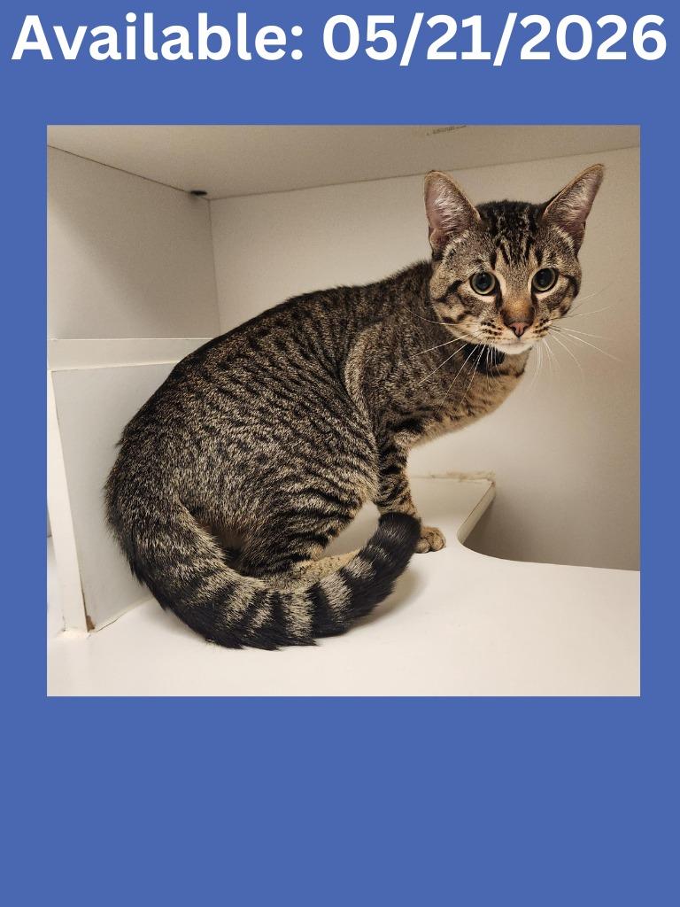 Enlarge Cat Condo #19, a Adoptable mixed breed in Greenville, TX image 4/4