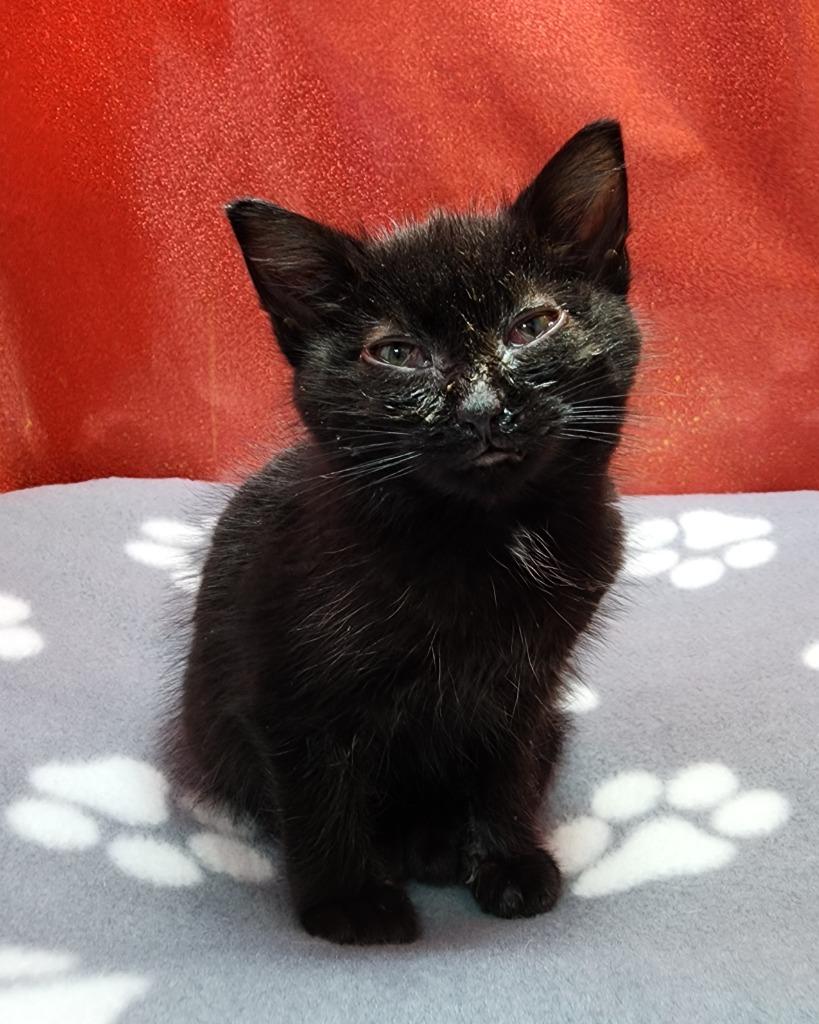 Ebesneezer thumbnail 2