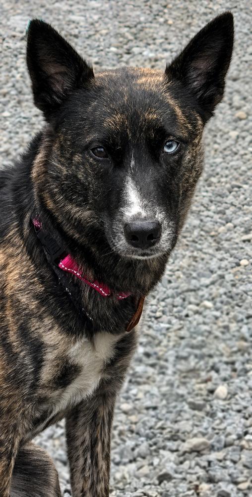 Enlarge STORMY, a Adoptable mixed breed in Thompson, PA image 1/5