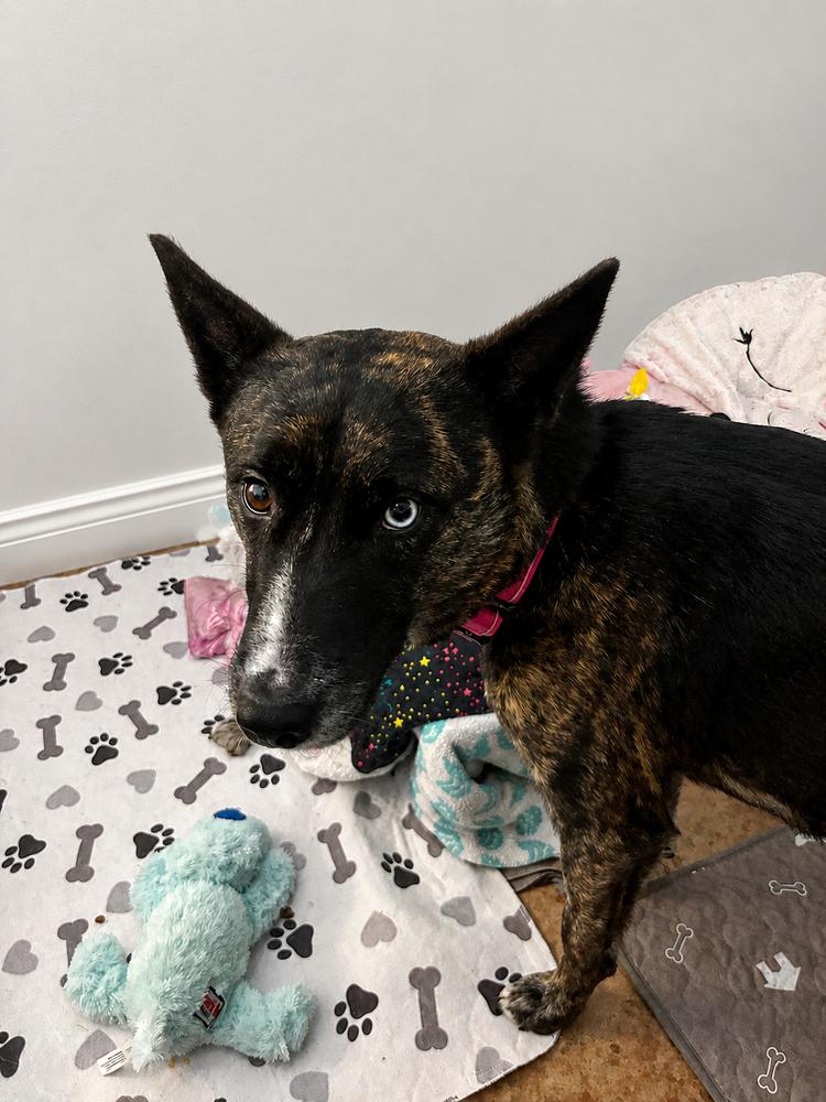 Enlarge STORMY, a Adoptable mixed breed in Thompson, PA image 2/5