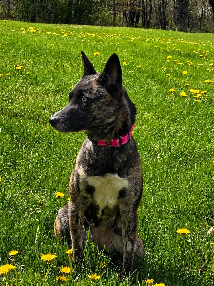Enlarge STORMY, a Adoptable mixed breed in Thompson, PA image 3/5