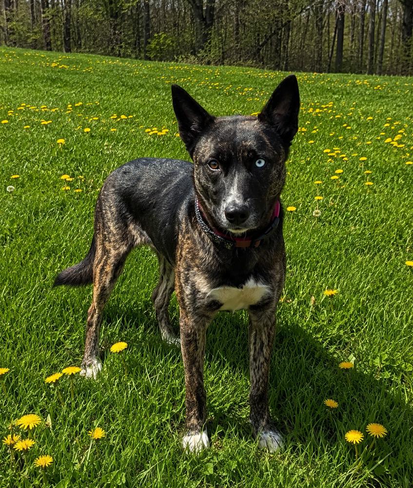 Enlarge STORMY, a Adoptable mixed breed in Thompson, PA image 4/5