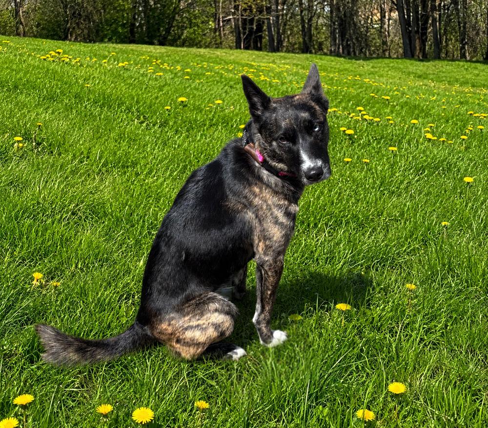 Enlarge STORMY, a Adoptable mixed breed in Thompson, PA image 5/5