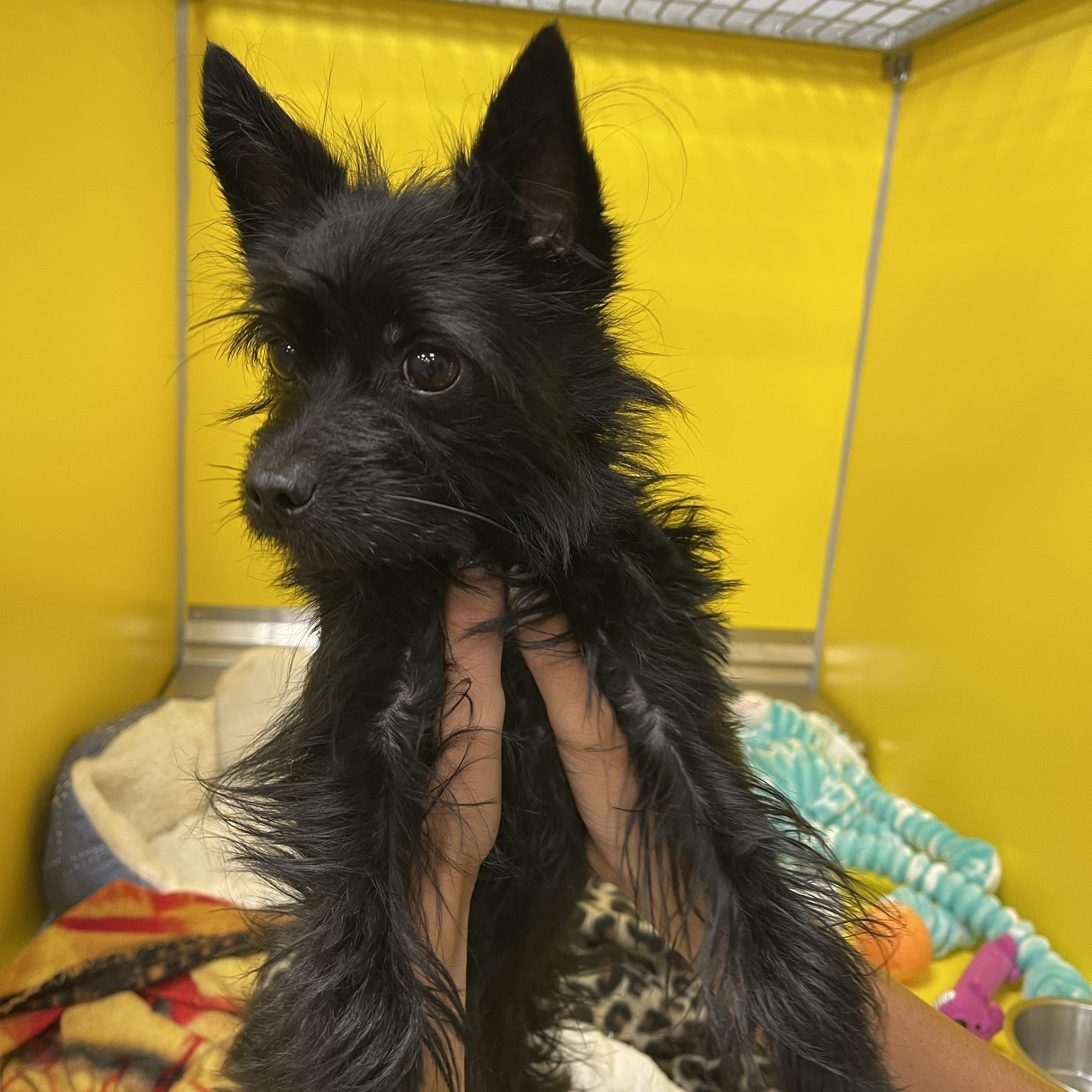 Enlarge Chip, a ADOPTABLE Yorkshire Terrier in Bradenton, FL image 3/3