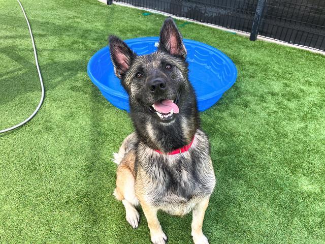 MARIA, Adoptable, Adult Female German Shepherd Dog.