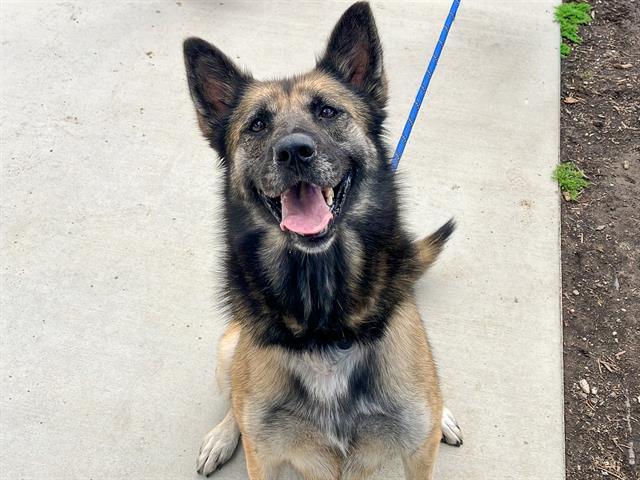 Enlarge MARIA, a Adoptable German Shepherd Dog in Tustin, CA image 1/1