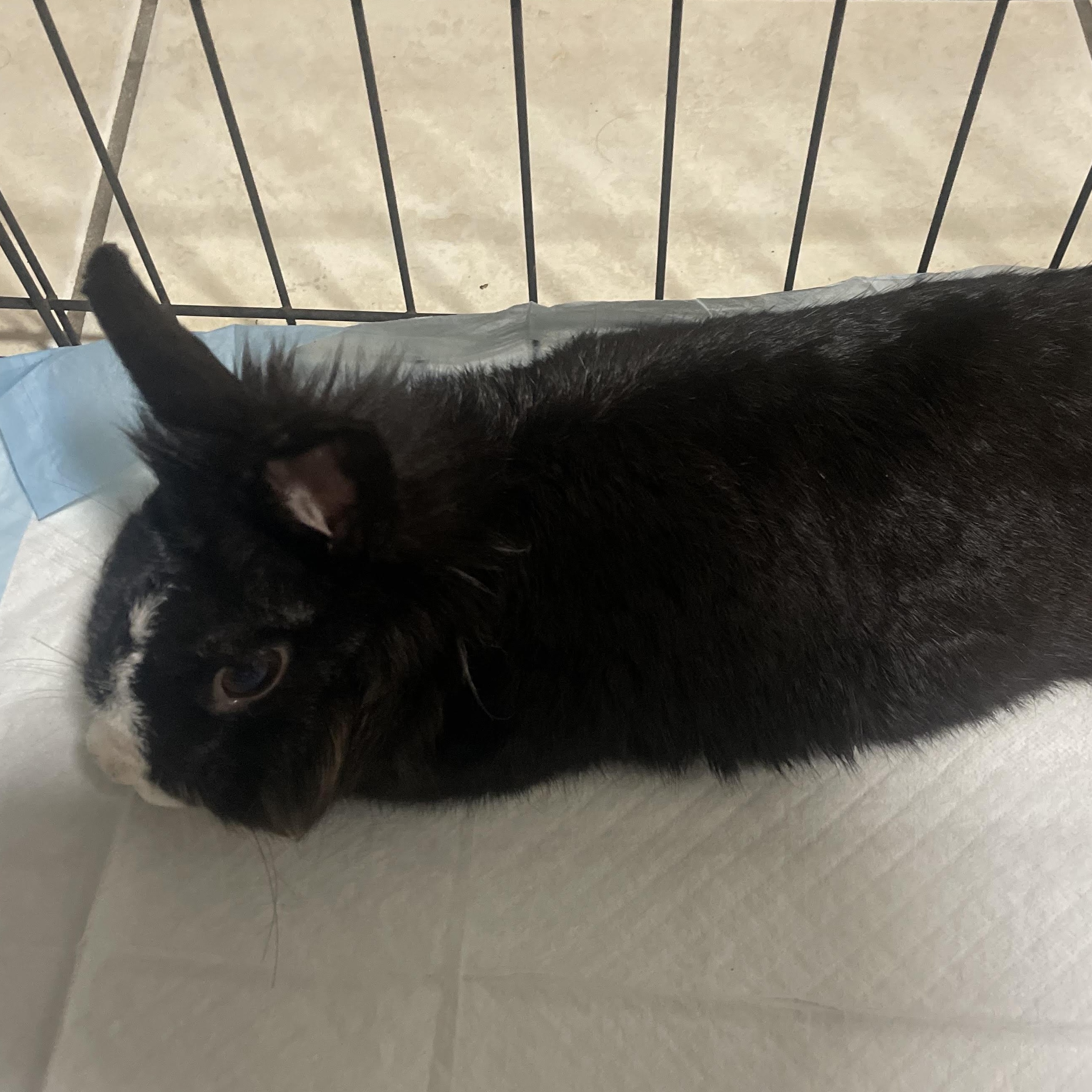 PHILLIP(YOUNG NEUTERED MALE) photo 5