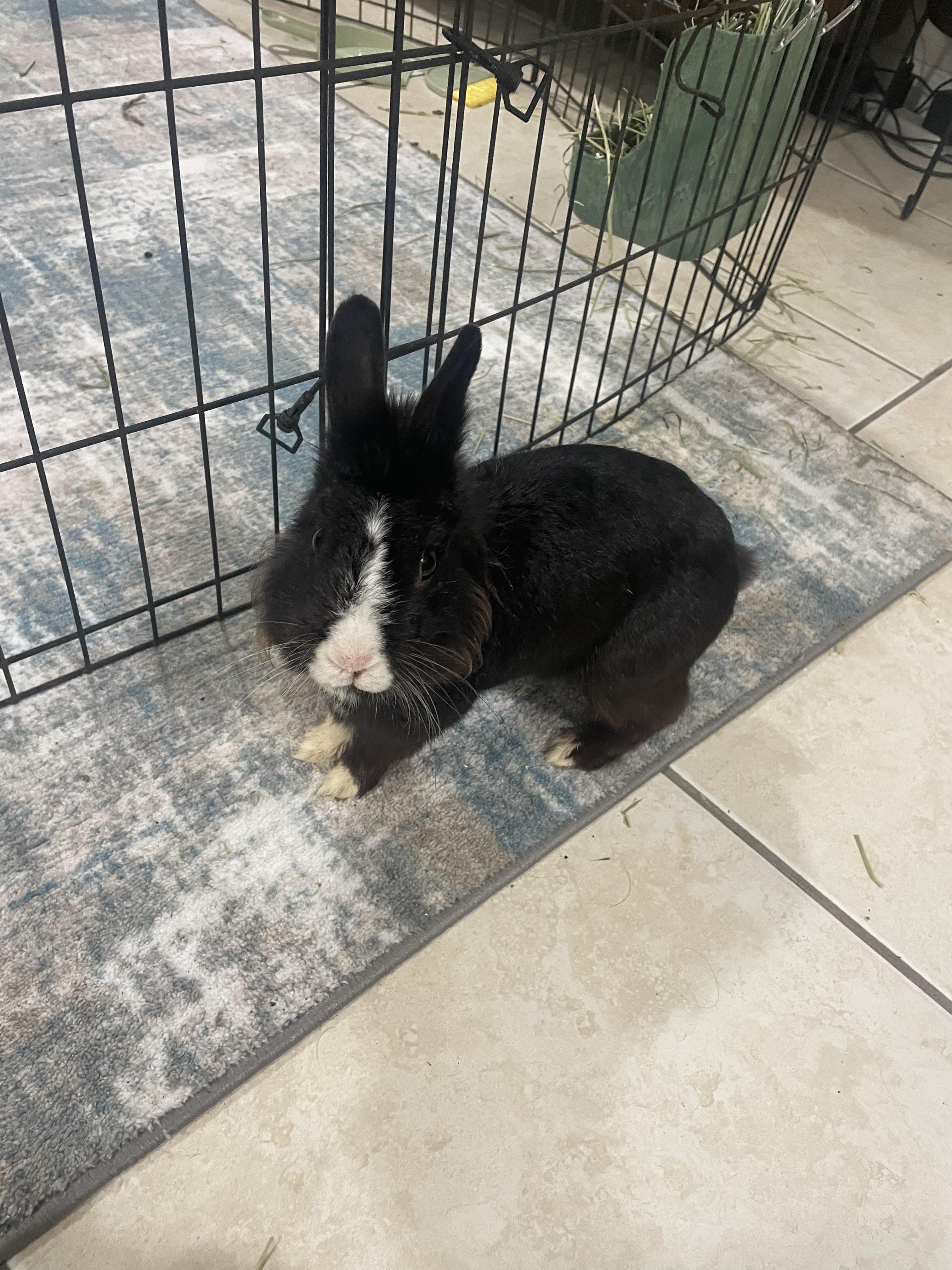 PHILLIP(YOUNG NEUTERED MALE)
