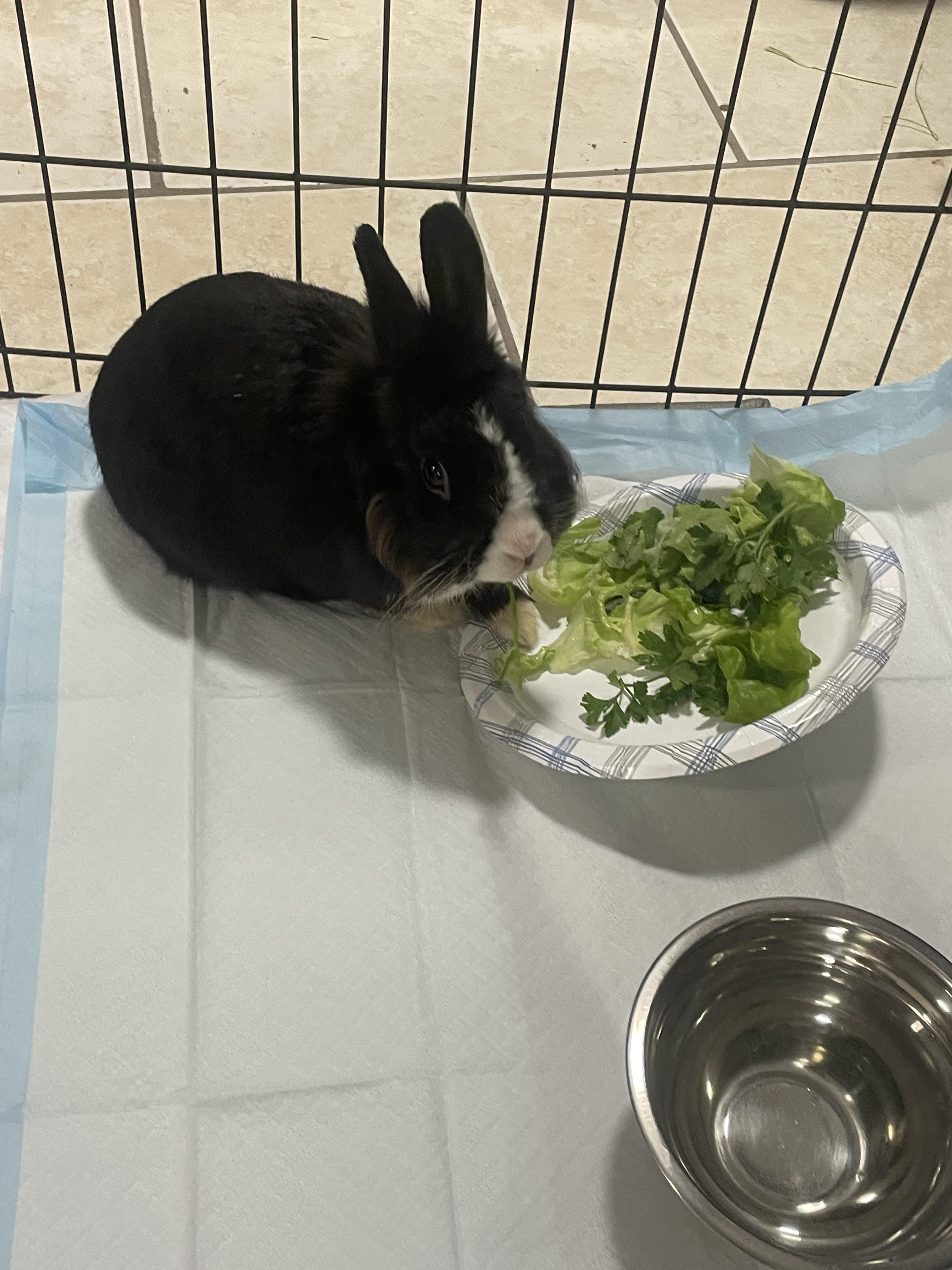 PHILLIP(YOUNG NEUTERED MALE) photo 3