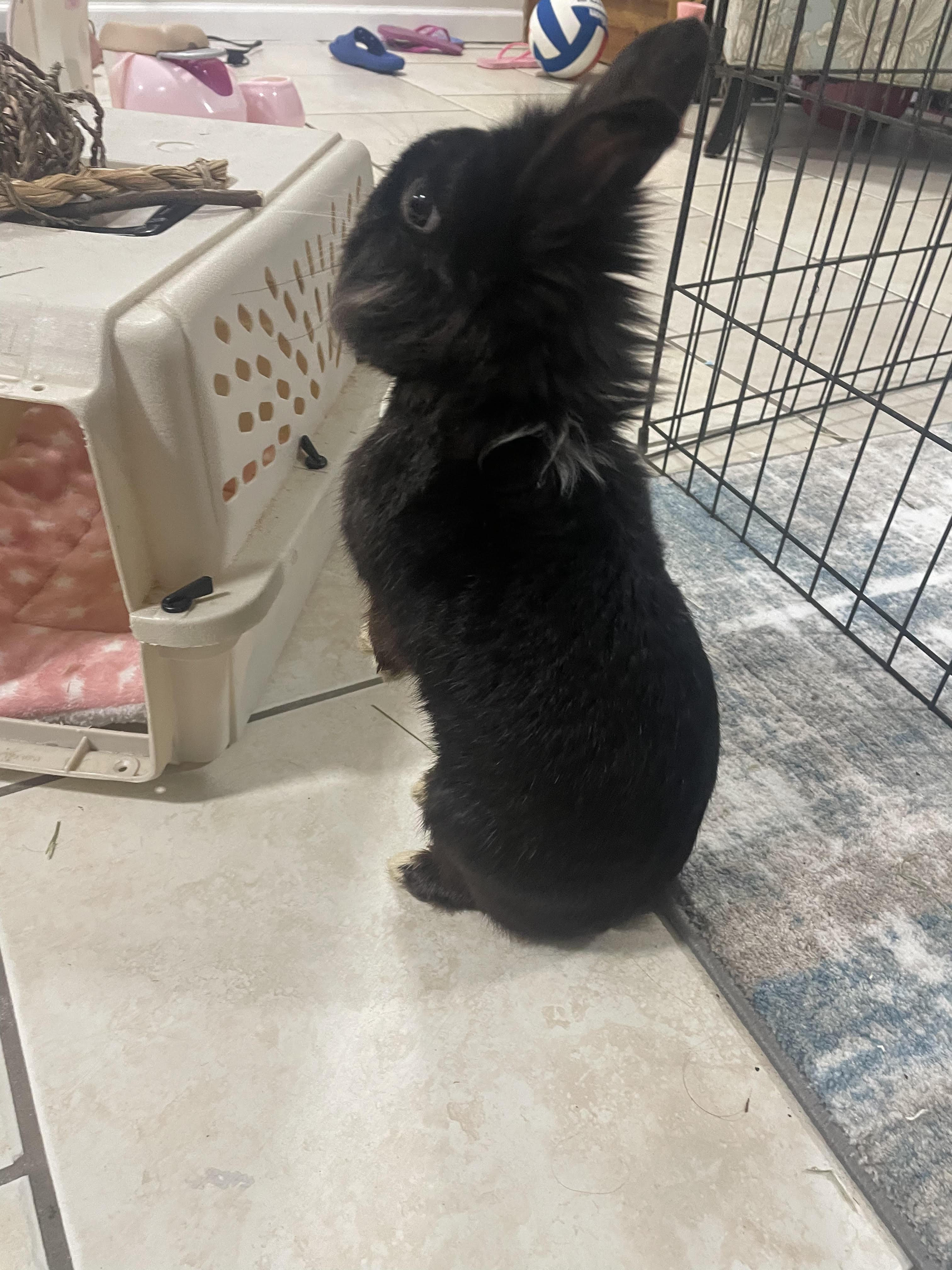 PHILLIP(YOUNG NEUTERED MALE) photo 4
