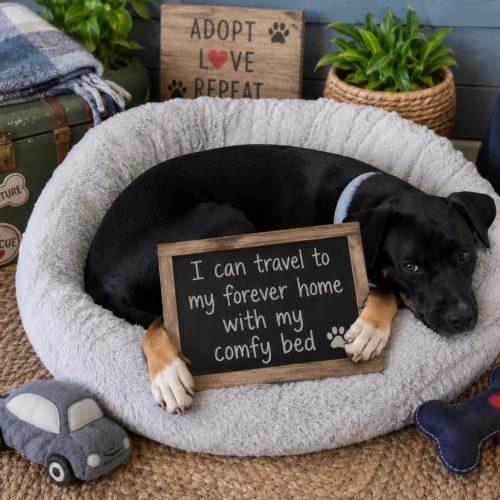 Enlarge Rosie, a Adoptable mixed breed in Leesburg, AL image 3/5