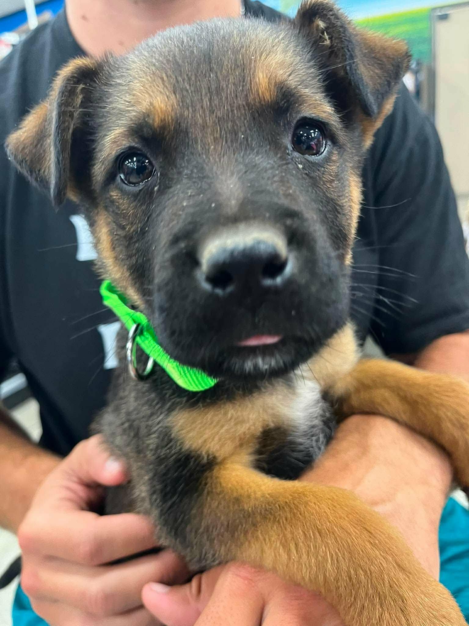 Smidge, a ADOPTABLE mixed breed in Temecula, CA image 3/6