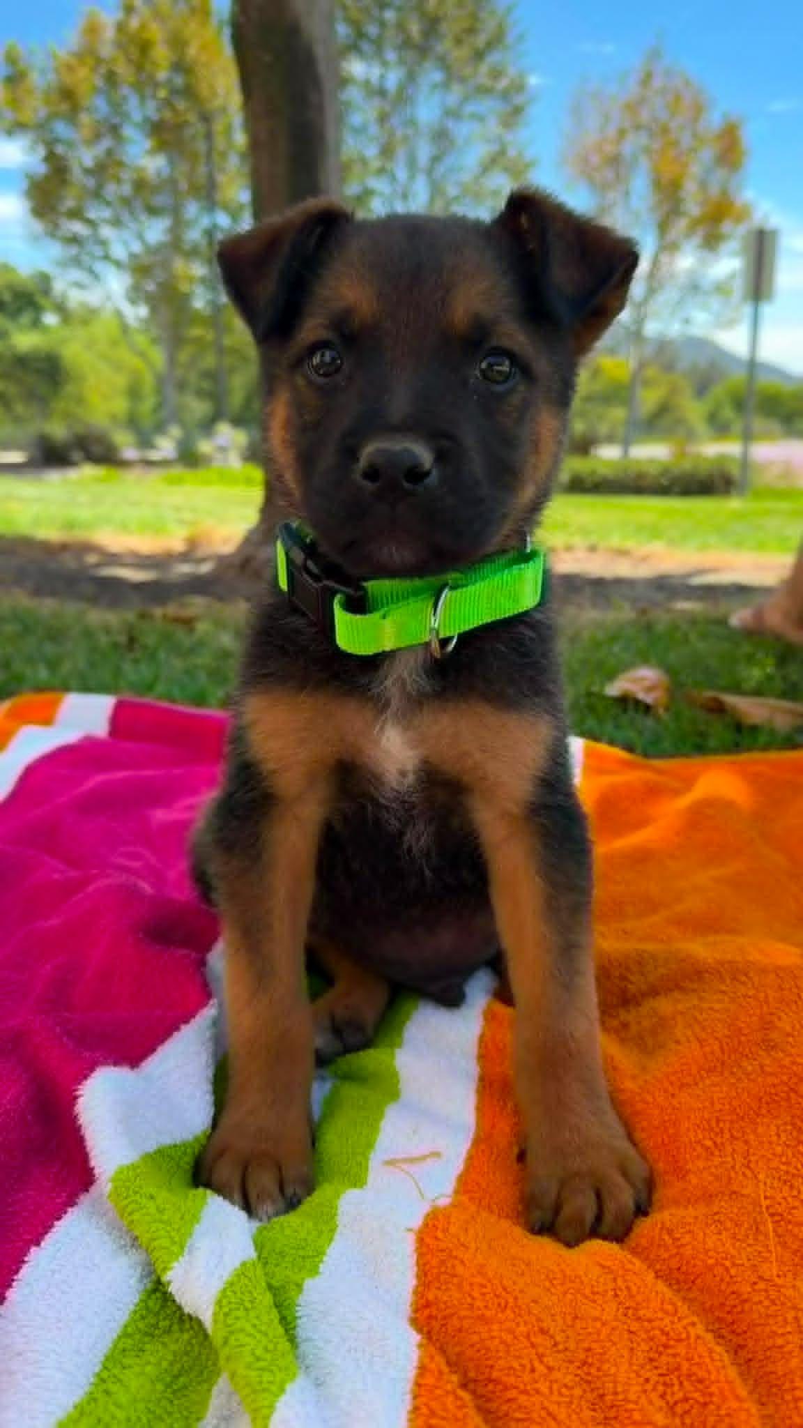 Smidge, a ADOPTABLE mixed breed in Temecula, CA image 2/6