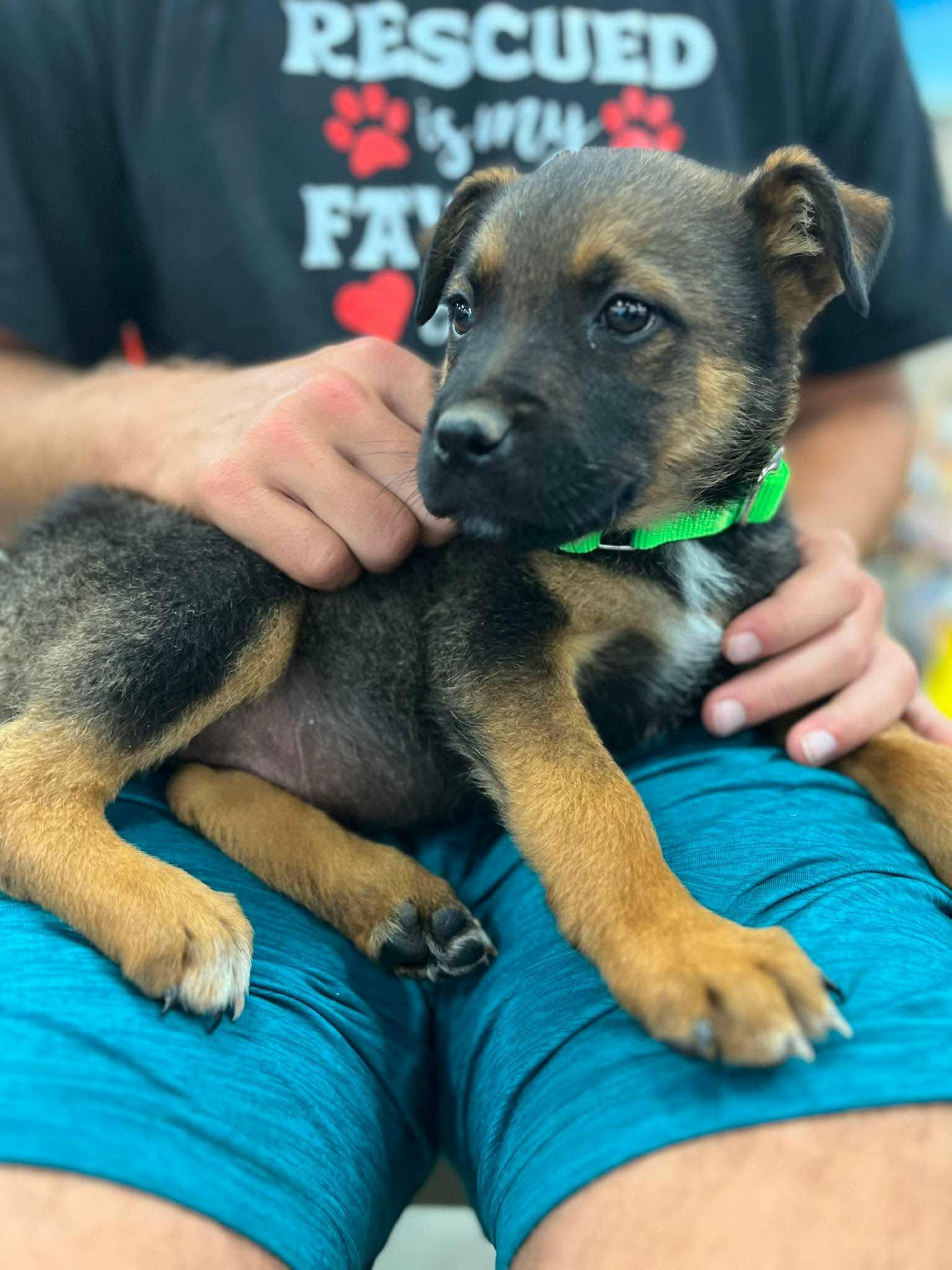 Smidge, a ADOPTABLE mixed breed in Temecula, CA image 6/6