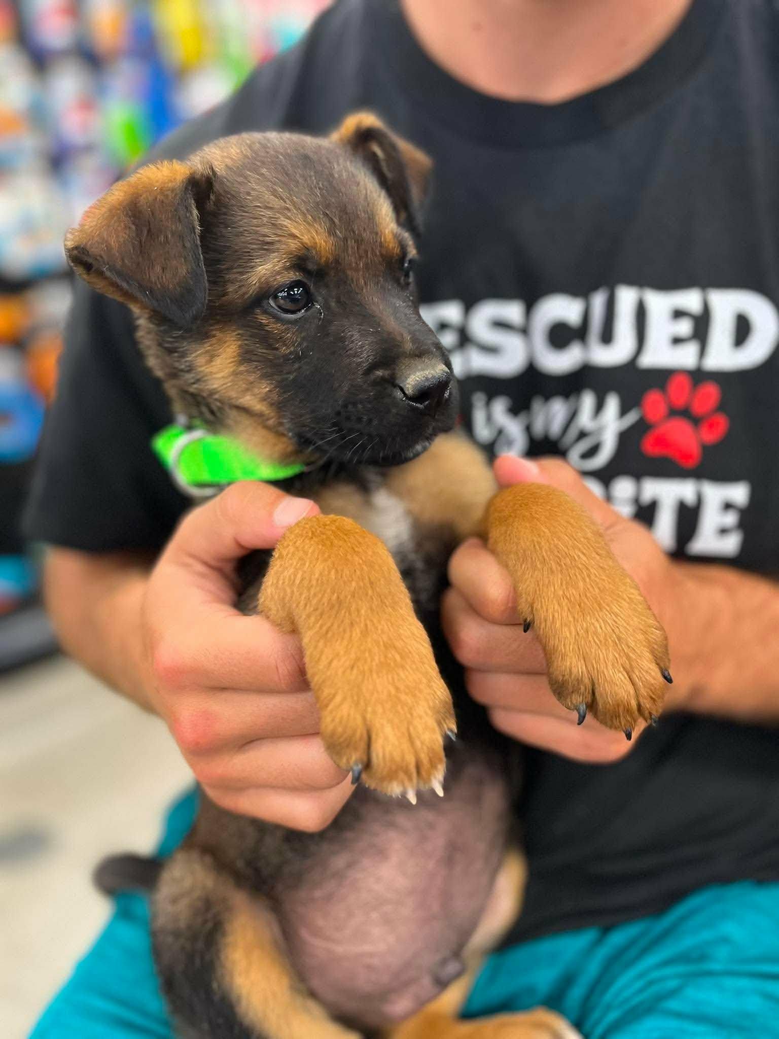 Smidge, a ADOPTABLE mixed breed in Temecula, CA image 4/6