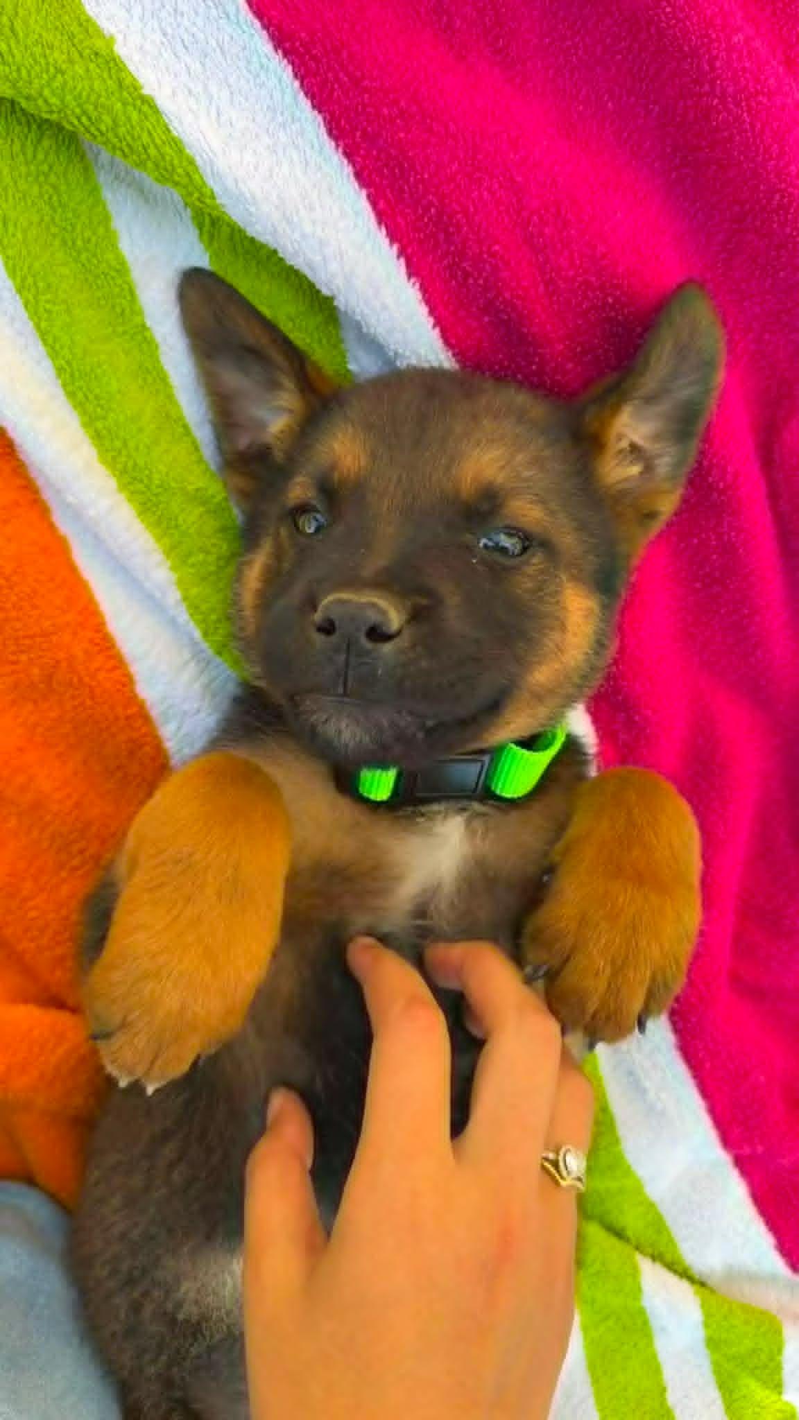 Smidge, a ADOPTABLE mixed breed in Temecula, CA image 5/6